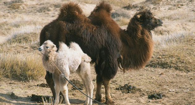 Historien om den gråtende kamel